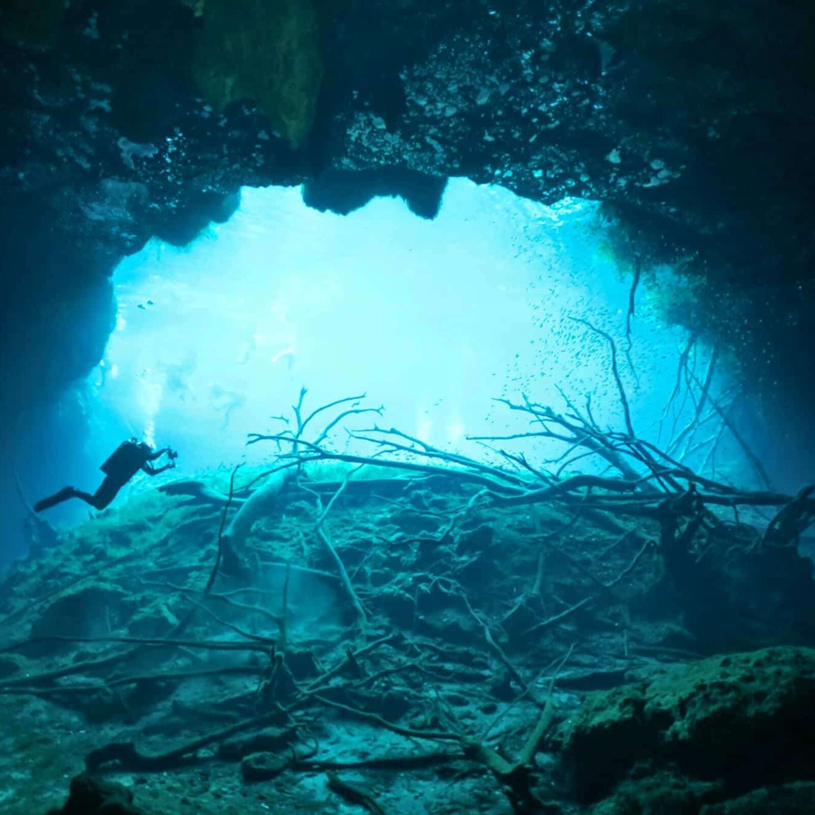 Featured image for blog post titled "The Best Cenotes for Diving: Explore Nature's Hidden Gems"