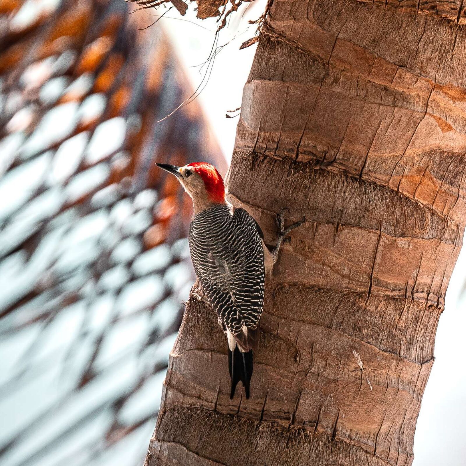 Featured image for blog post titled "Wildlife Watching in Sian Kaan: Your Ultimate Guide"