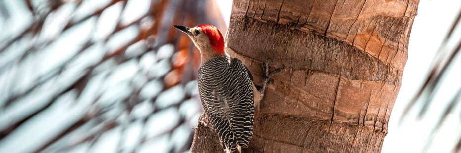 Featured image for blog post titled "Wildlife Watching in Sian Kaan: Your Ultimate Guide"