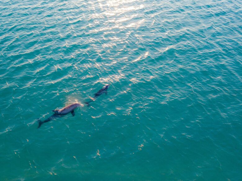 Featured image for blog post titled "Unique Wildlife to Spot While Visiting Sian Kaan"