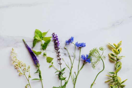 Featured image for blog post titled "Mayan Medicinal Plants: 10 Healing Herbs from Mesoamerica"