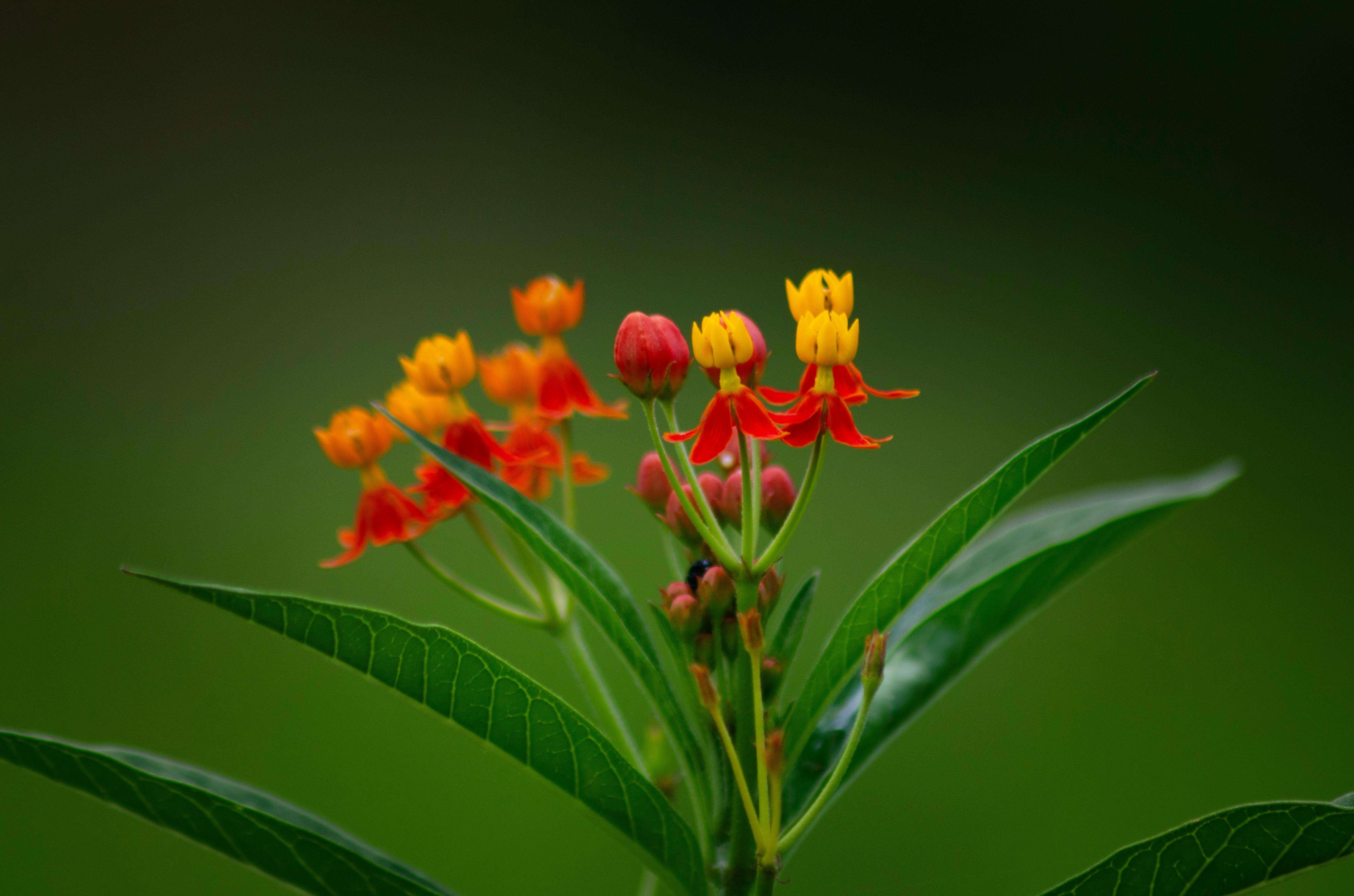 Close-up of bright red and yellow tropical flowers with lush green leaves in Porto Feliz.