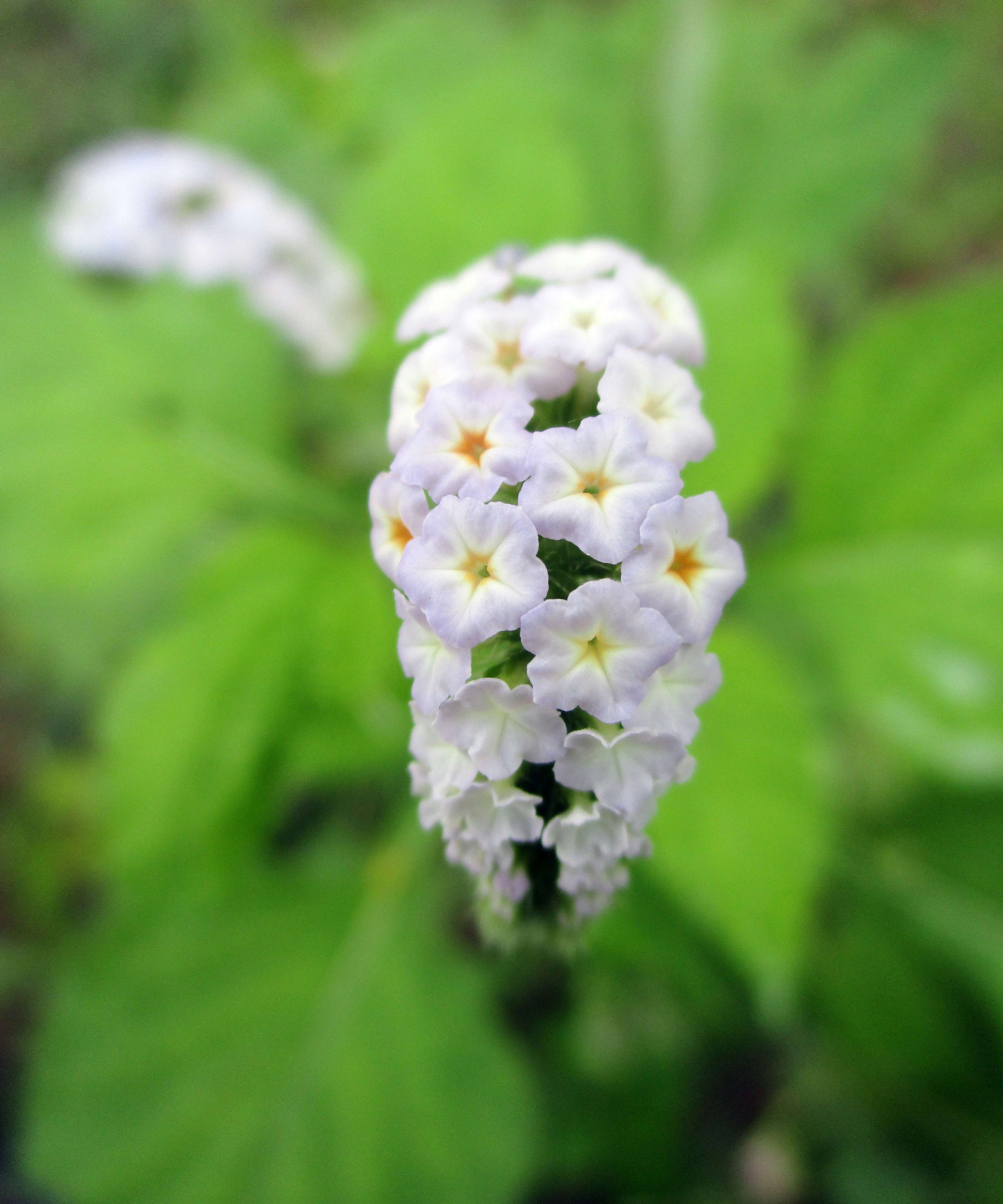 A close up of a white flower with green leaves