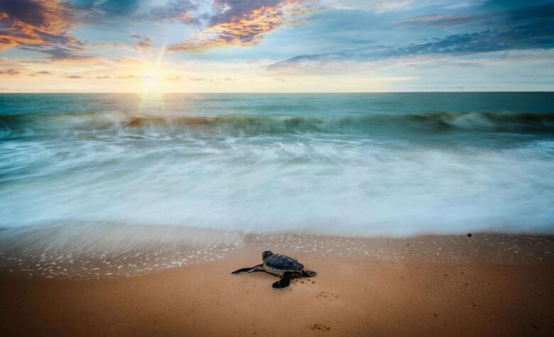 Featured image for blog post titled "Sea Turtle Nest Miracles on Tulum Beach"