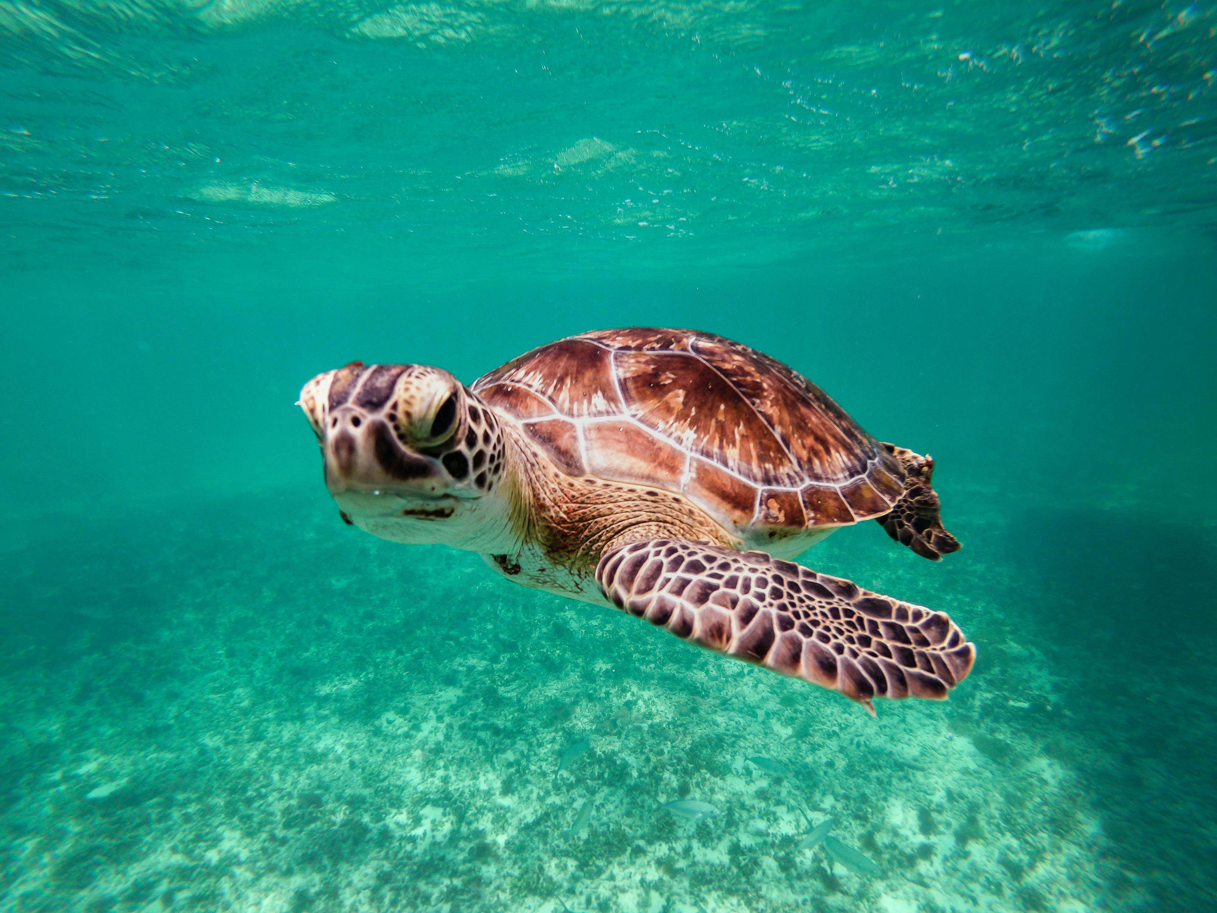 Vibrant underwater shot of a green sea turtle swimming in clear waters near Tulum, Mexico.