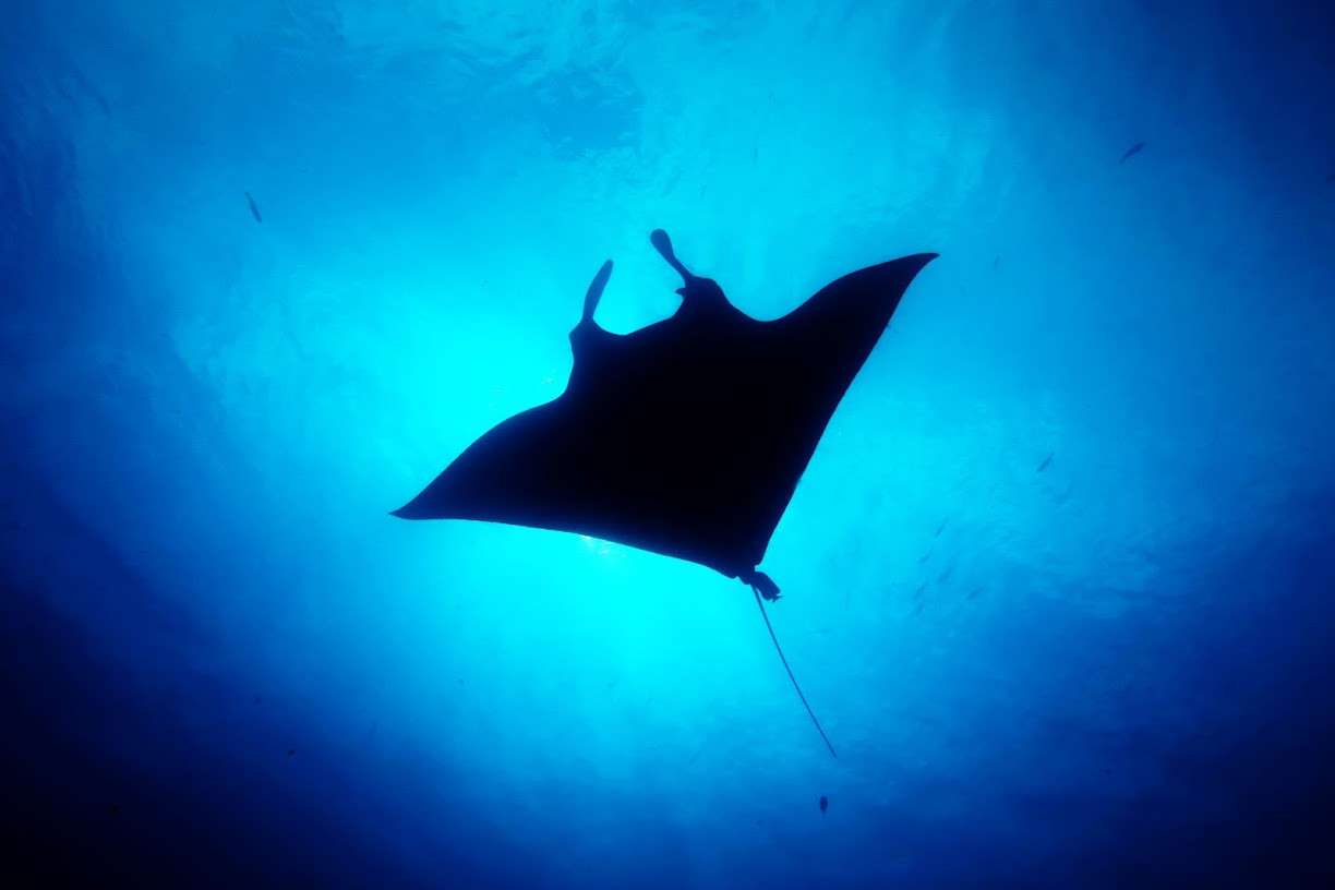 Socorro Island