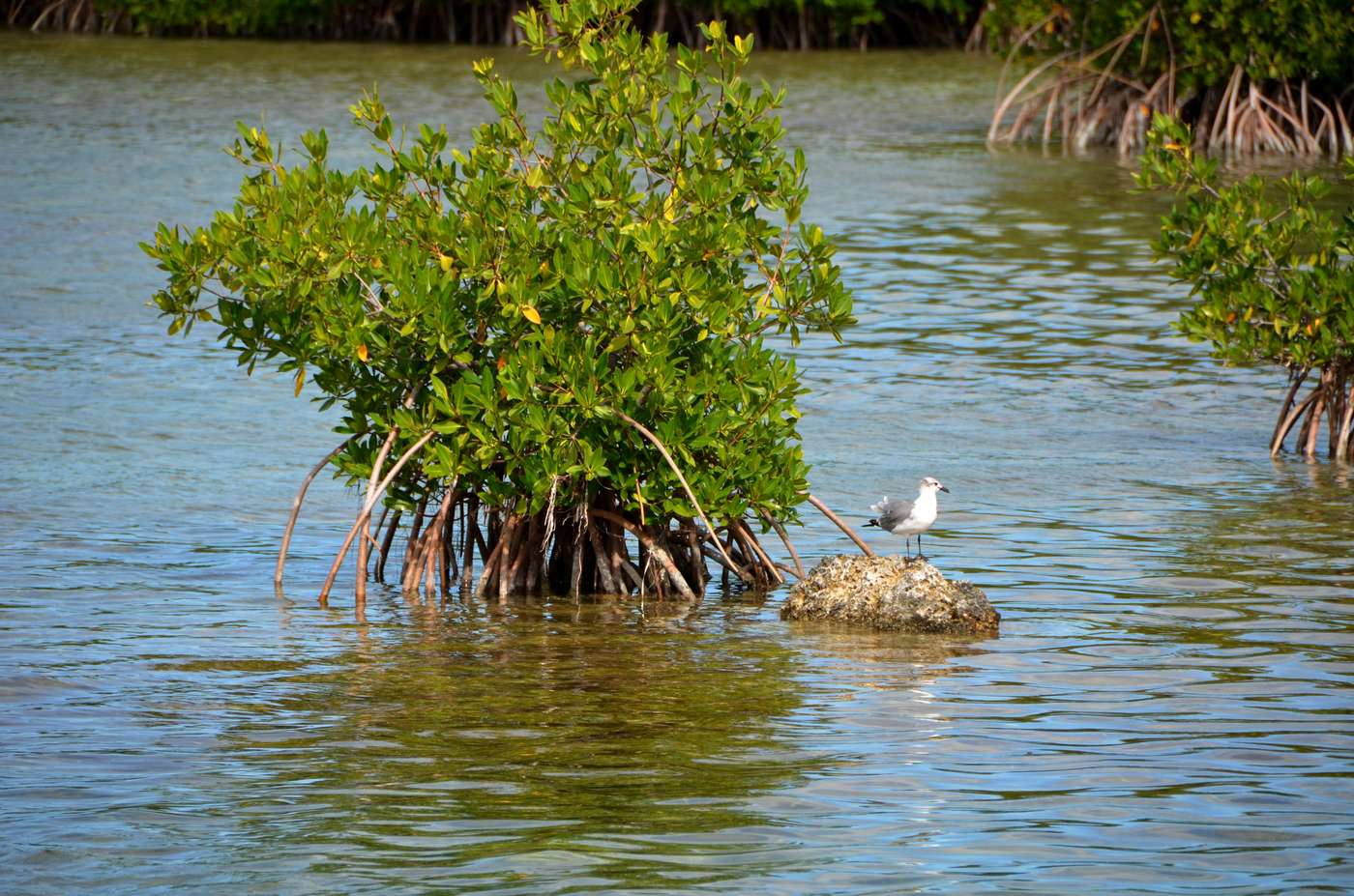 Mangrove trees and a bird in the water.