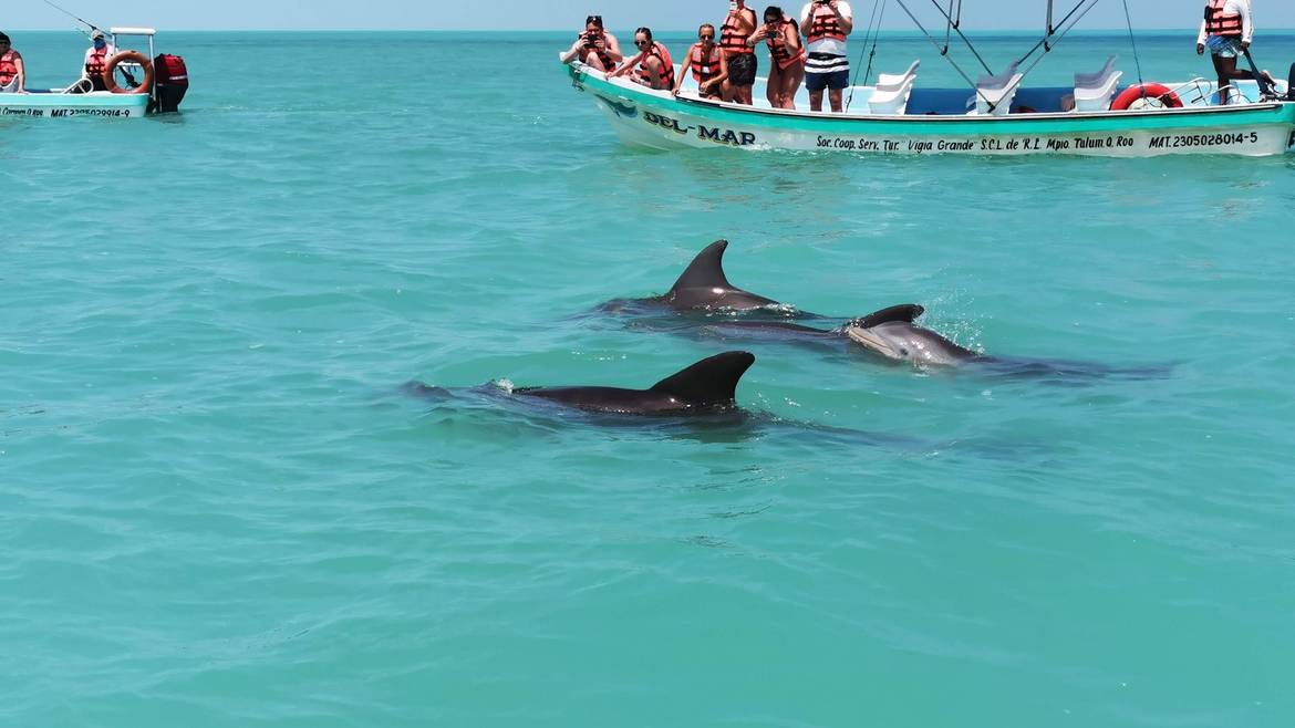 Dolphins swimming beside a tour boat in Sian Ka'an